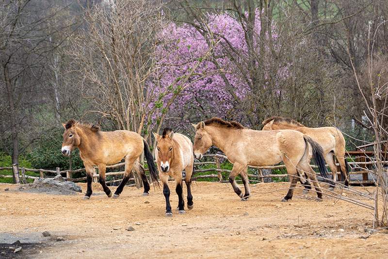 Koně Převalského chová Zoo Praha přes 90 le