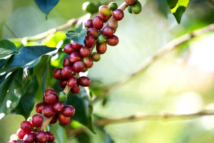 Arabica, bobule kávy