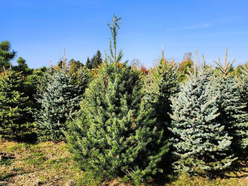 Plantáž s vánočními stromky - Vánoční stromeček